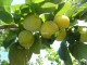 prunes
